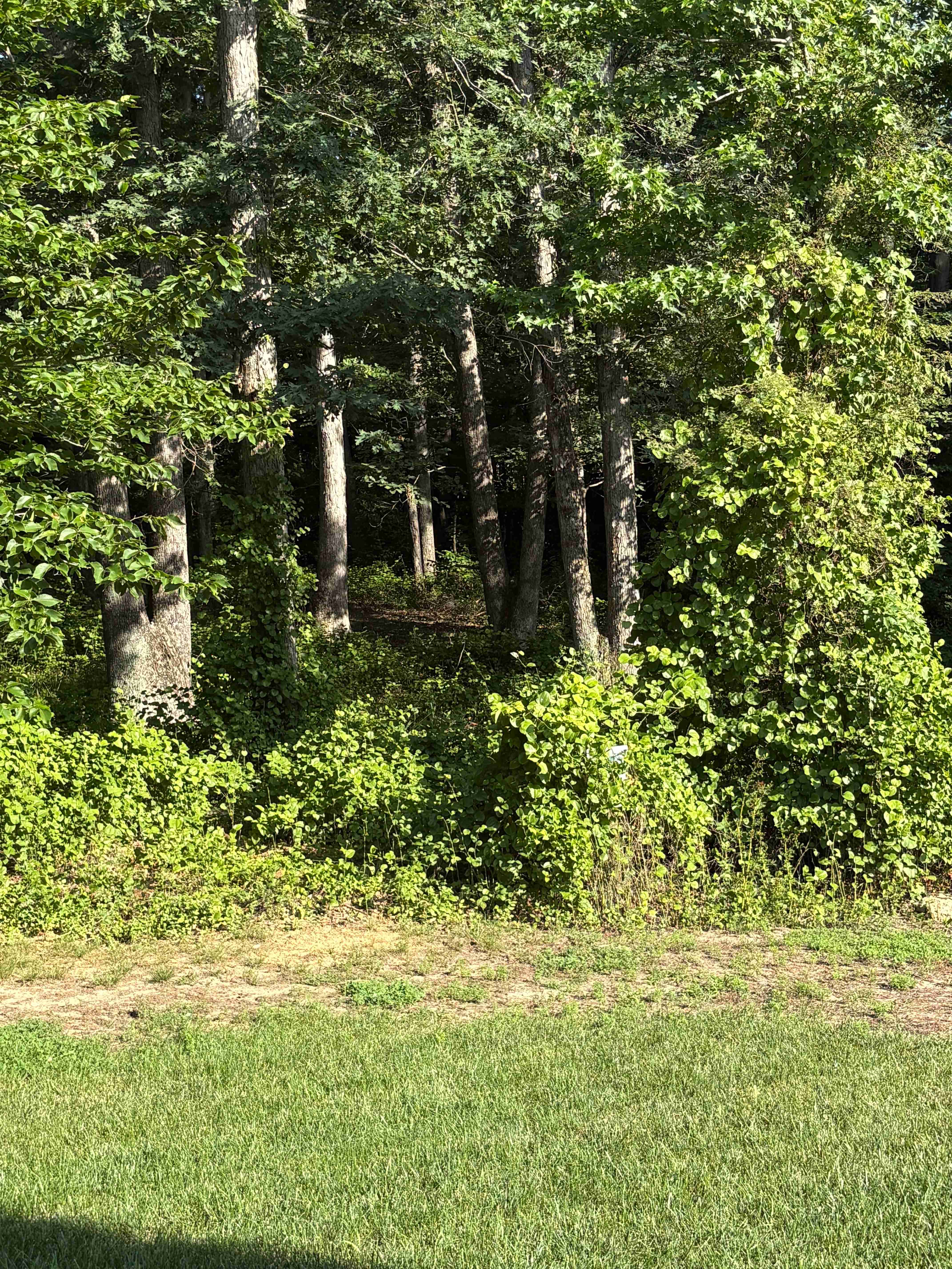 Before: Overgrown lot cleared and transformed into a clean garden space
